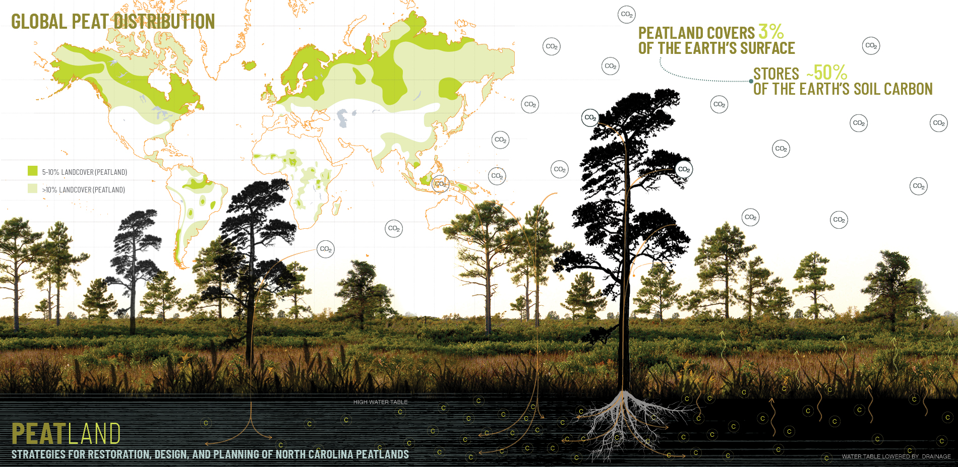 Carbon Storage in Peatland